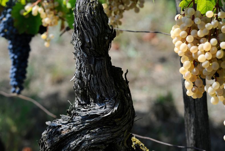 Vitigni autoctoni Valtidone: dettaglio di grappoli d'uva bianca e nera su vite antica.