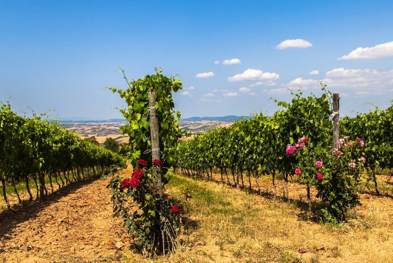 Rose rosse nei vigneti di Cantina Valtidone, simbolo di protezione e bellezza nel paesaggio vitivinicolo.