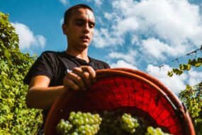 Giovane agricoltore raccoglie grappoli d'uva bianca in una cesta rossa tra i filari di un vigneto sotto un cielo azzurro.