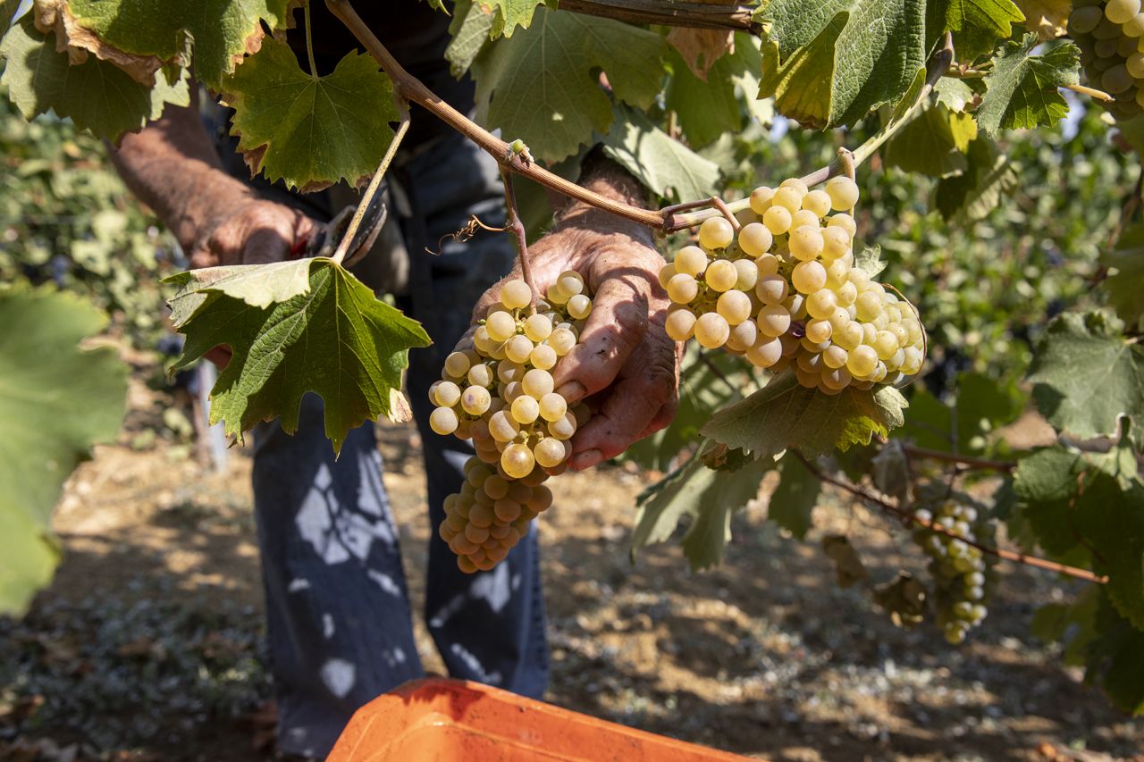 Mani esperte raccolgono grappoli di uva bianca matura durante la vendemmia in un vigneto soleggiato.